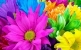 Квіти – народні прикмети і вірування, значення кольору квітів. Позитивні  прикмети про квіти, квіти, що приносять в будинок негатив, які квіти  ставити у вітальні, кухні, спальні, дитячої, дарувати подарунок: список,  опис. Квіткові